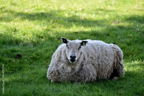 Obraz An adult female sheep, Ovis aries, laying on the ground in a grass field, looking directly into the camera. 