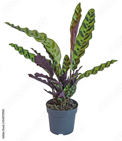 Obraz Calathea lancifolia	