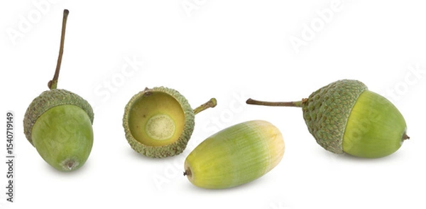 Obraz Glands de chêne