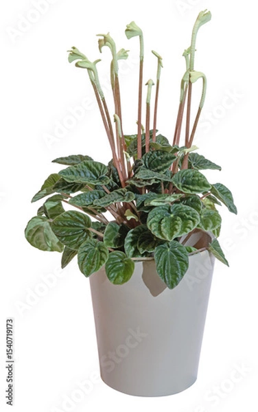 Obraz Peperomia caperata