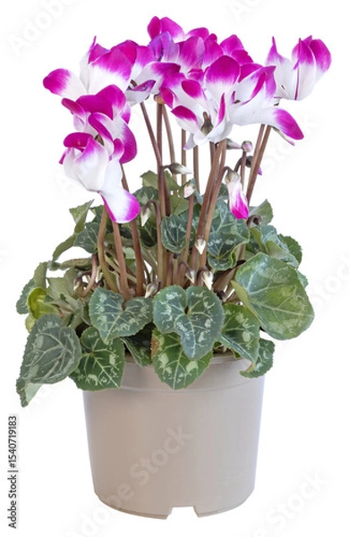 Obraz Cyclamen rose et blanc en pot