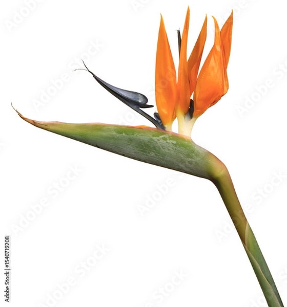 Obraz Fleur de Strelitzia	