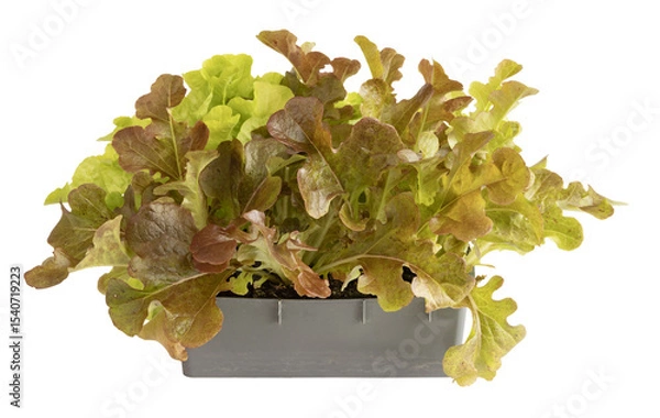 Obraz Barquette de plants de salade batavia	