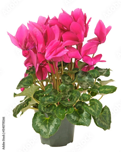 Obraz Cyclamen rose en pot	