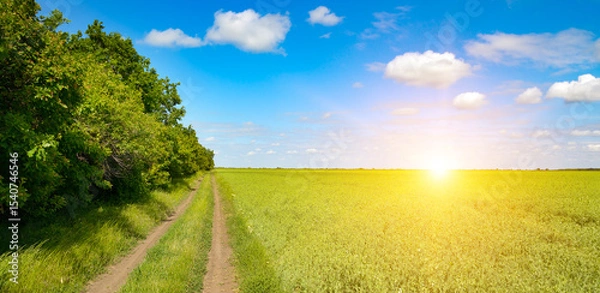 Fototapeta Bright sunrise on young pea field and blue sky with white clouds.