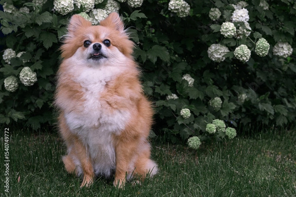 Fototapeta Pomeranian Spitz, pomchi sits on a lawn in the garden under a bulldanezh calamus bush. A dog in a natural environment