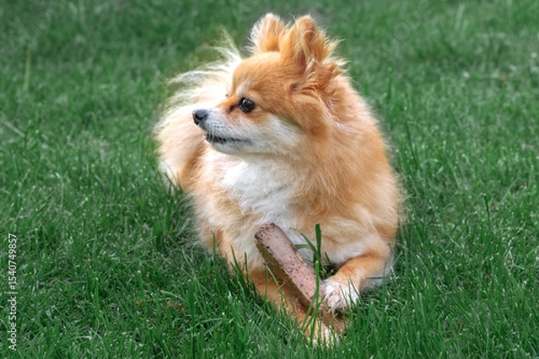 Fototapeta Pomeranian Spitz, pomchi lying on the lawn playing with a found stick. A dog in a natural environment
