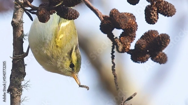 Obraz Blyth's leaf warbler (Phylloscopus reguloides) with a caterpillar, Bhutan