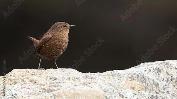 Obraz Eurasian wren (Troglodytes troglodytes), bird of Bhutan