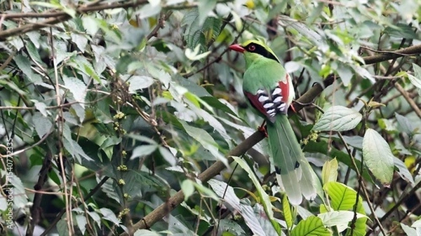 Obraz Common green magpie (Cissa chinensis), beautiful asian bird, Bhutan