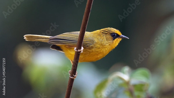Obraz Golden babbler (Cyanoderma chrysaeum), bird of Bhutan
