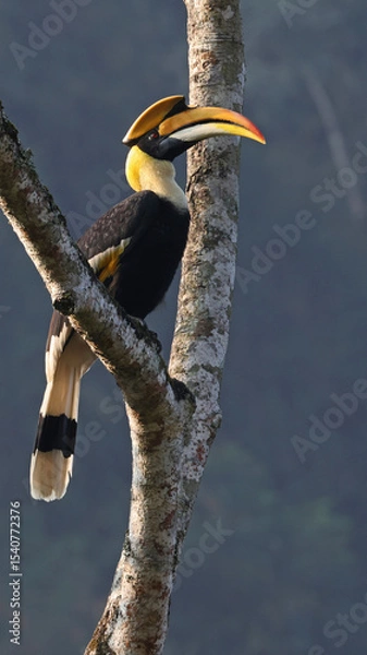 Obraz Great hornbill (Buceros bicornis), Bhutan, vertical
