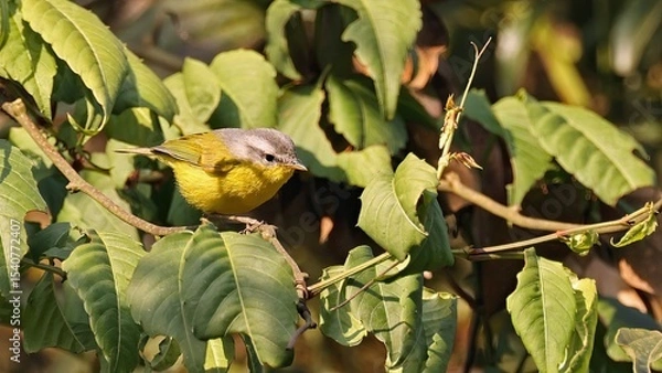 Obraz Grey-hooded warbler (Phylloscopus xanthoschistos), Bhutan