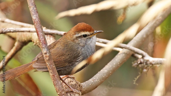 Obraz Grey-sided bush warbler (Cettia brunnifrons), bird of Bhutan
