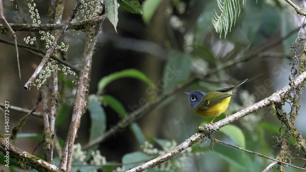 Obraz Grey-cheeked warbler (Phylloscopus poliogenys), Bhutan
