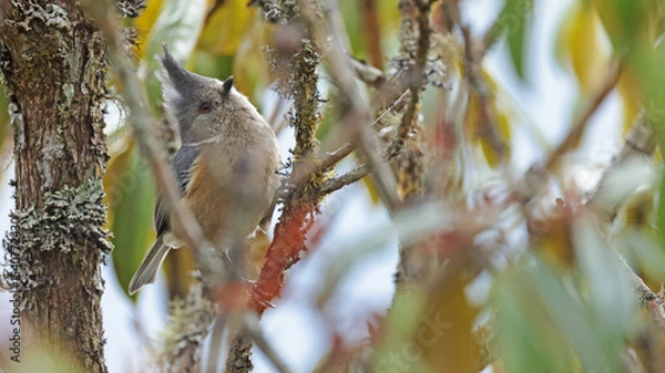 Obraz Grey-crested tit (Lophophanes dichrous), Bhutan