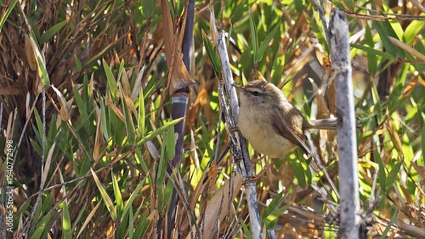 Obraz Hume's bush warbler (Horornis brunnescens), bird of Bhutan