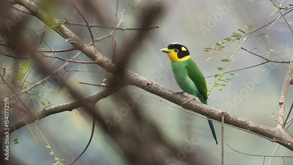 Obraz Long-tailed broadbill (Psarisomus dalhousiae), colorful bird of Bhutan