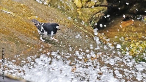 Obraz Little forktail (Enicurus scouleri) close to a stream, Bhutan