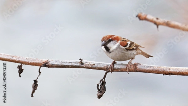 Obraz Russet sparrow (Passer cinnamomeus), Bhutan