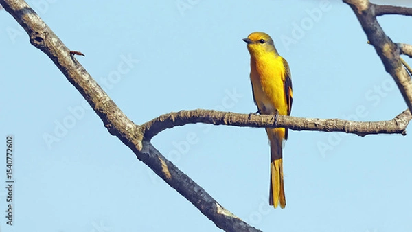 Obraz Scarlet minivet female (Pericrocotus speciosus), bird of Bhutan
