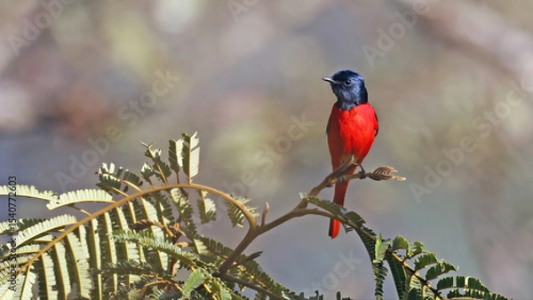 Obraz Short-billed minivet male (Pericrocotus brevirostris), bird of Bhutan