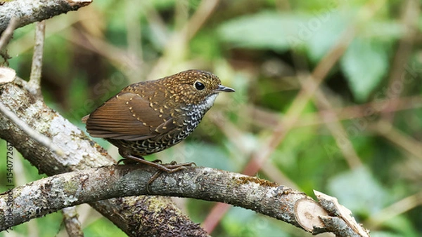Obraz Scaly-breasted cupwing (Pnoepyga albiventer), bird of Bhutan