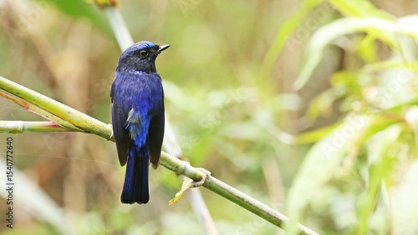 Obraz Small niltava (Niltava macgrigoriae), bird of Bhutan