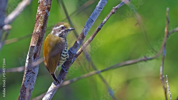 Obraz Speckled piculet (Picumnus innominatus), bird of Bhutan