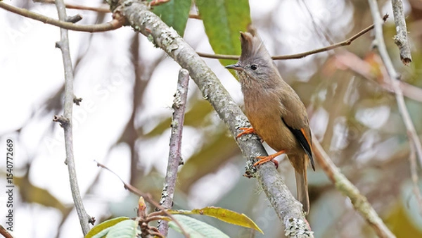 Obraz Short-billed minivet male (Pericrocotus brevirostris), bird of Bhutan