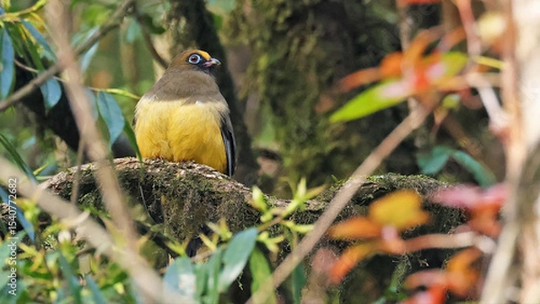 Obraz Ward's trogon (Harpactes wardi), rare bird of Bhutan