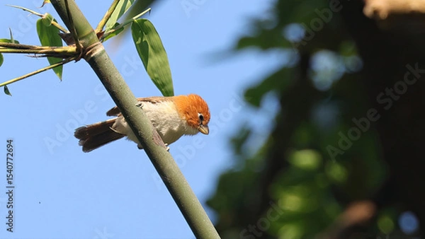Obraz White-breasted parrotbill (Paradoxornis ruficeps), bird of Bhutan