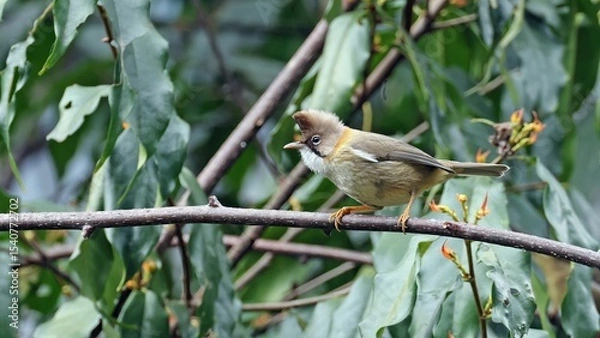 Obraz Whiskered yuhina (Yuhina flavicollis), bird of Bhutan