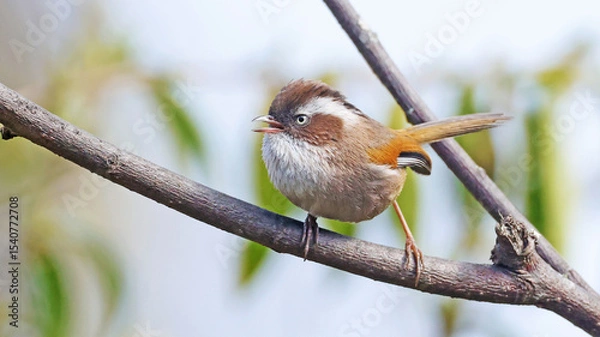 Obraz White-browed fulvetta (Fulvetta vinipectus), bird of Bhutan