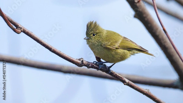 Obraz Yellow-browed tit (Sylviparus modestus), bird of Bhutan