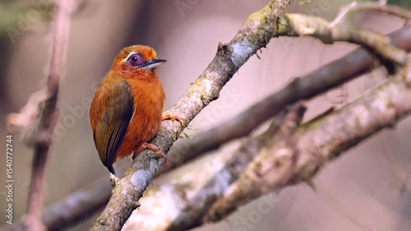 Obraz White-browed piculet (Sasia ochracea), bird of Bhutan