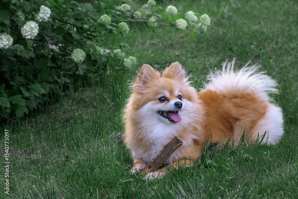 Fototapeta Pomeranian Spitz, pomchi lying on the lawn in the garden under a bush of bulldanezh calamus. A dog in a natural environment