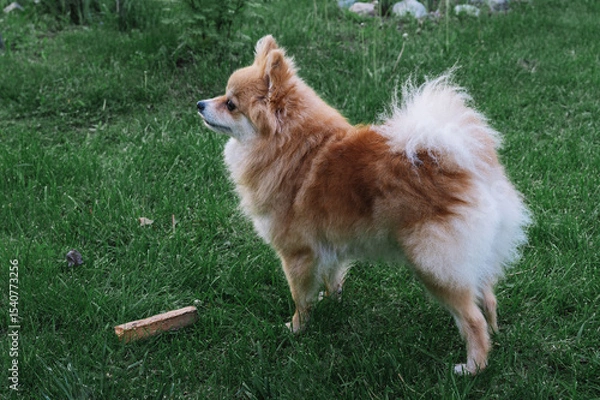 Fototapeta Pomeranian Spitz, pomchi lying on the lawn playing with a found stick. A dog in a natural environment