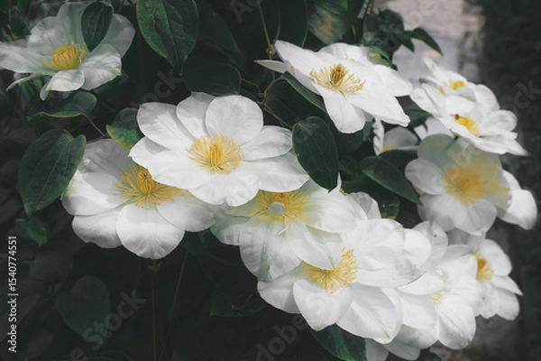 Fototapeta Clematis variety Jancy Cream large-flowered. White flowers of clematis. Flowering large-flowered garden liana
