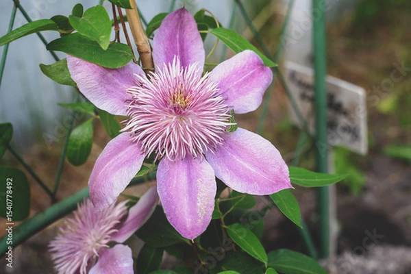 Fototapeta Close-up of a flowering clematis cultivar Josephine plant. Delicate double large pink flowers of a biennial plant on a support