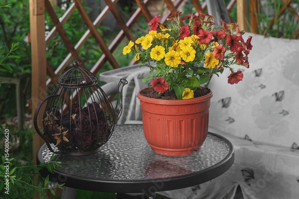 Fototapeta Pethoa is a vegetative petunia. A hybrid plant obtained by crossing petunia and calibrachoa. Hanging pot with yellow and terracotta Caramel Yellow flowers
