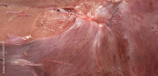 Obraz Raw Beef liver background and texture.