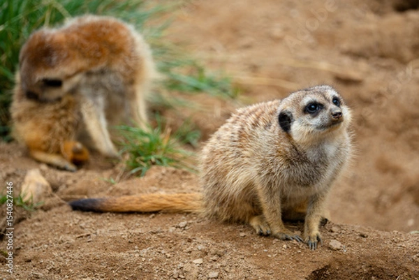 Obraz Meerkats (Suricata suricatta)