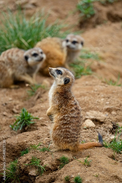 Obraz Meerkats (Suricata suricatta)