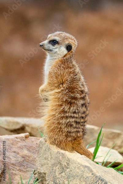 Obraz Meerkats (Suricata suricatta)
