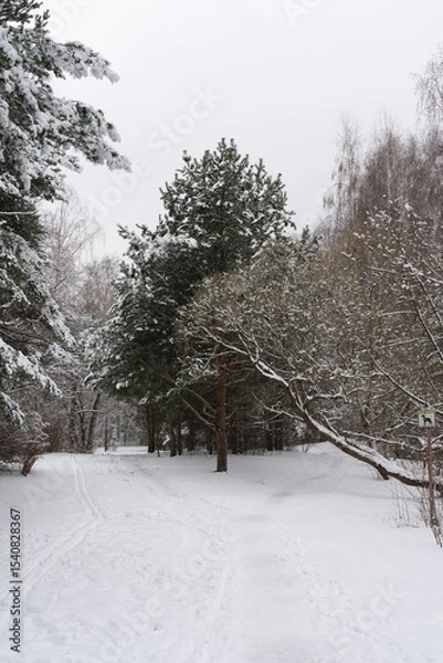 Fototapeta A winter forest with tall pine tree covered in snow. The snow-covered trees and winter landscape.