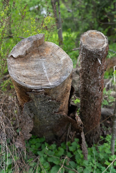Fototapeta Close-up of two rotting tree stumps.
