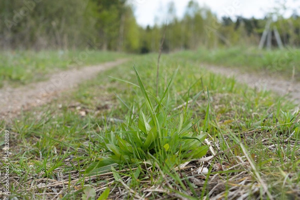 Fototapeta Clouse-up of plant in the middle of village path with green leaves.