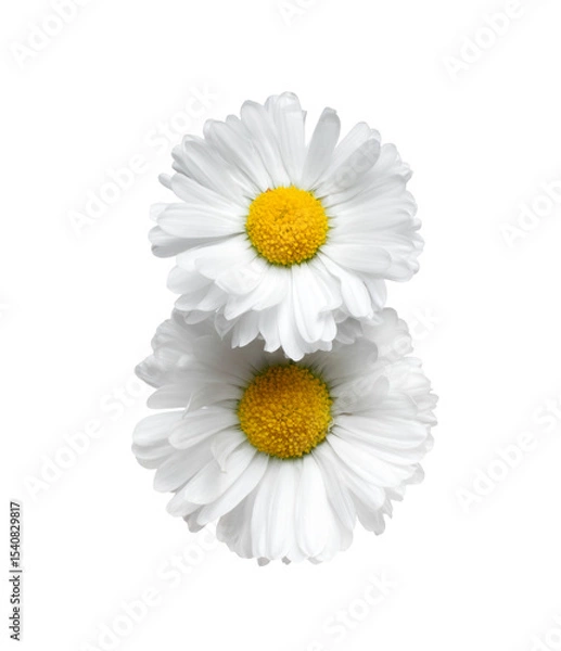 Fototapeta Two overlapping daisies close-up isolated on a white background