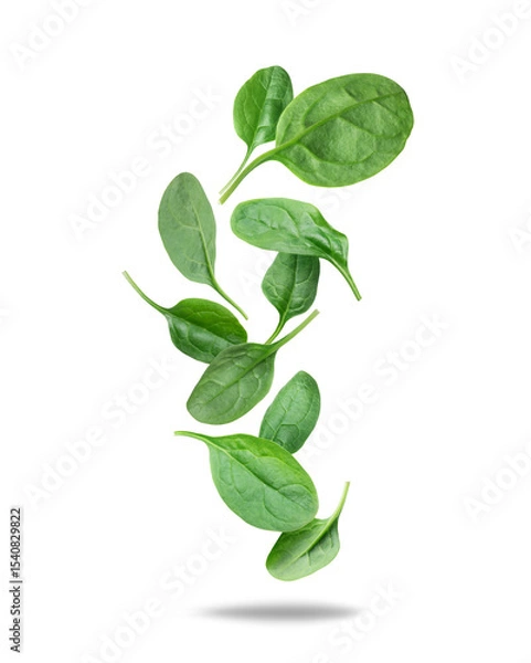 Fototapeta Levitation of fresh spinach leaves in the air on a white background